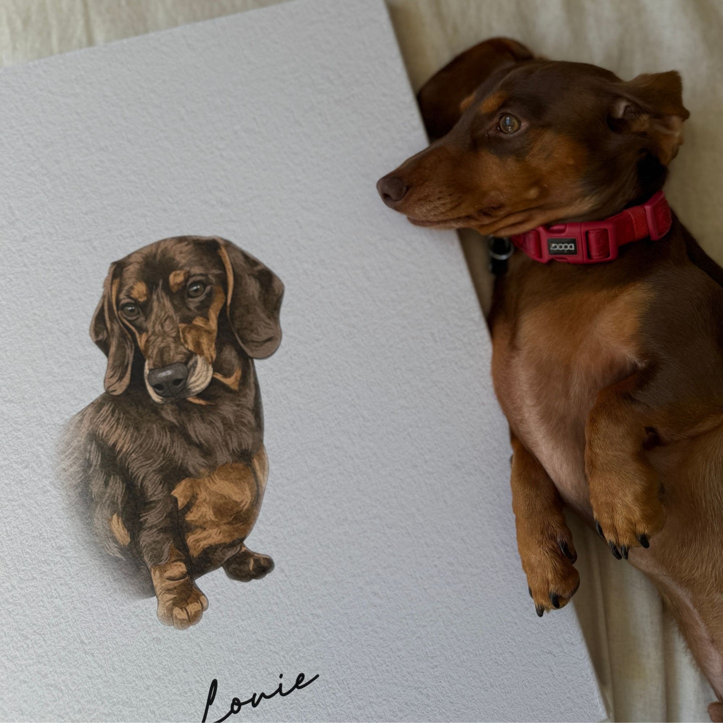 Minimal Hand Drawn Watercolor Pet Portraits